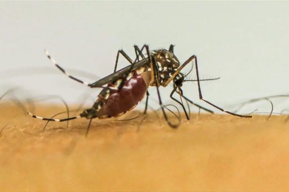 Mortes por dengue na Bahia