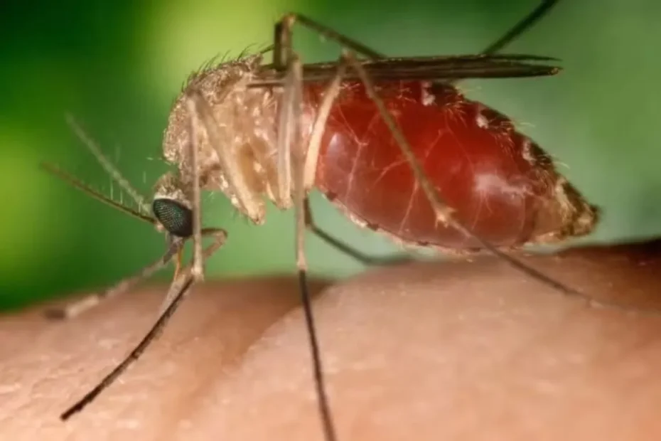 Brasil lidera em número de casos de febre oropouche nas Américas, alerta OMS