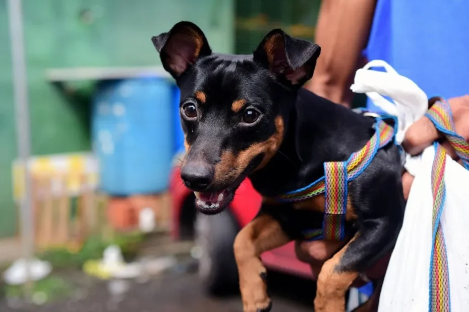 Vacinação antirrábica gratuita para cães e gatos