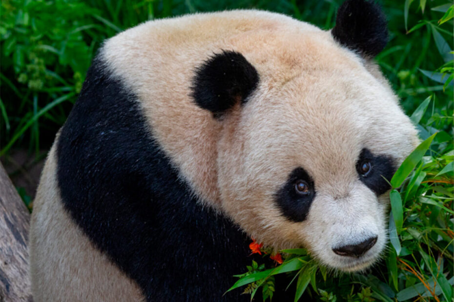 Casal de pandas gigantes fazem estreia pública no zoológico de San Diego