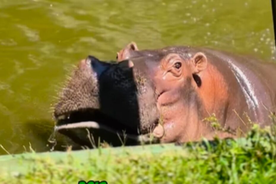 Novo morador do Zoo Salvador