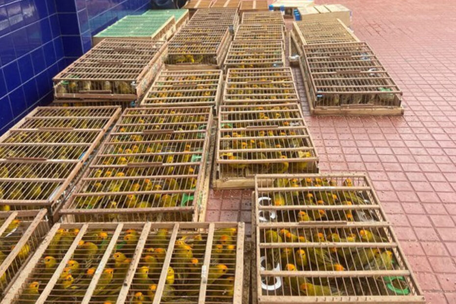 Mais de 1.100 aves silvestres são apreendidas transportadas ilegalmente em Jequié - 