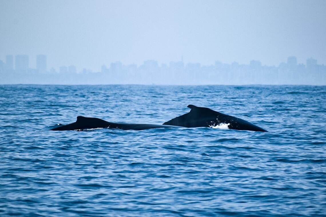 ‘Ocean Dialogues’ promove debate sobre conservação marinha no Festival das Baleias - 