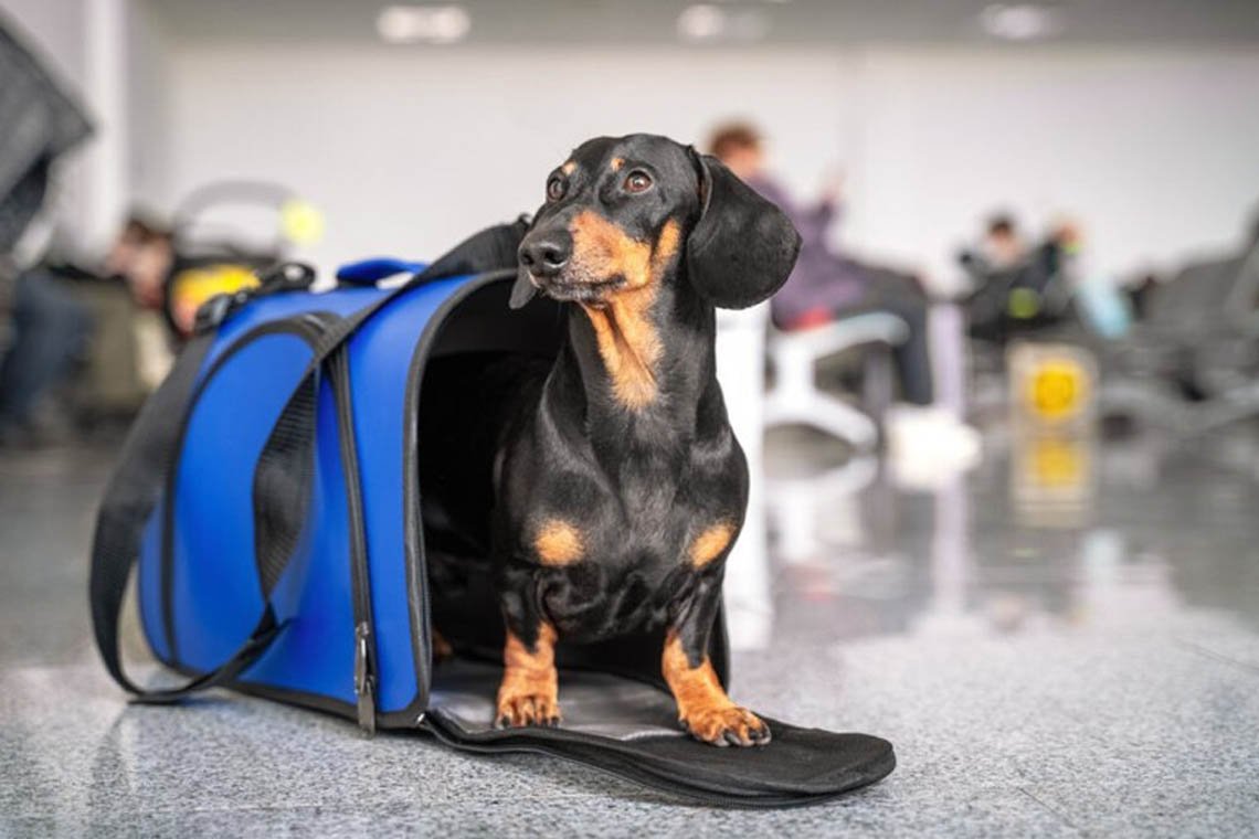 Governo define novas regras para melhorar a segurança e bem-estar de animais transportados em aviões - 