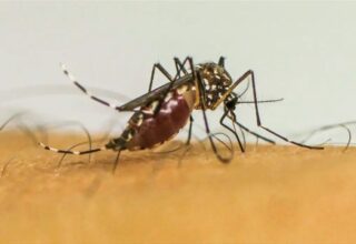 Número de óbitos por dengue na Bahia chega a 143 - 