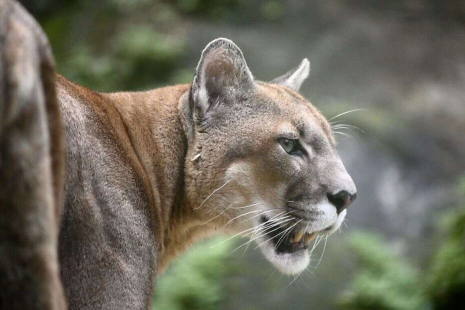 Felinário do Zoo de Salvador reabre neste sábado com programação especial - 