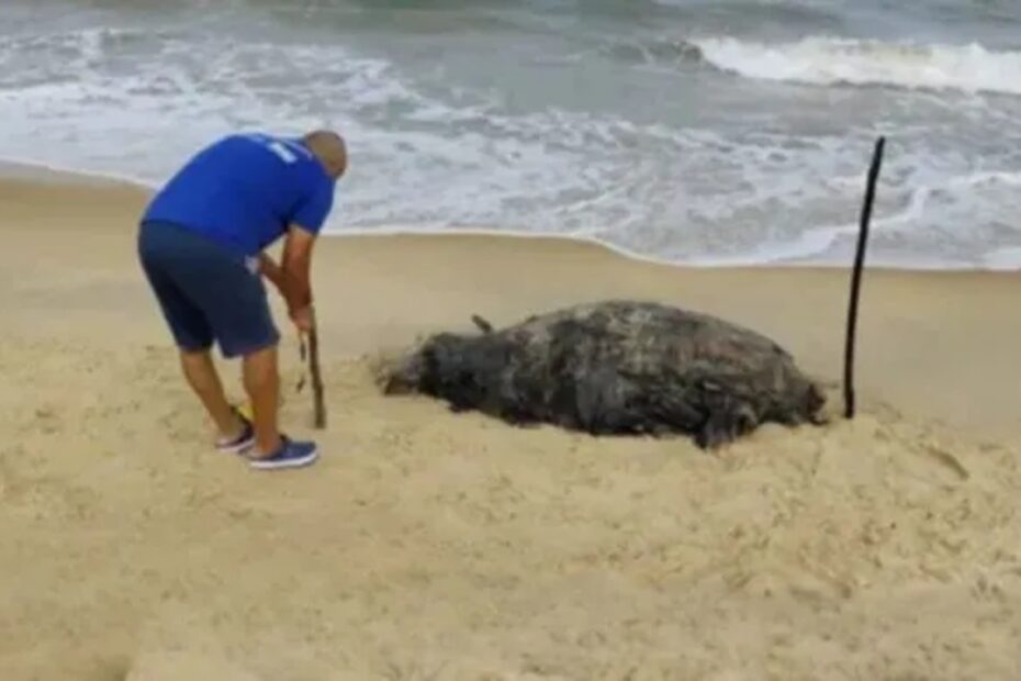 Carcaça de filhote de baleia é encontrada em praia de Porto Seguro - 