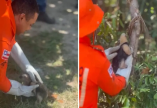 Bombeiros de Valença resgatam tamanduá em Vera Cruz - 