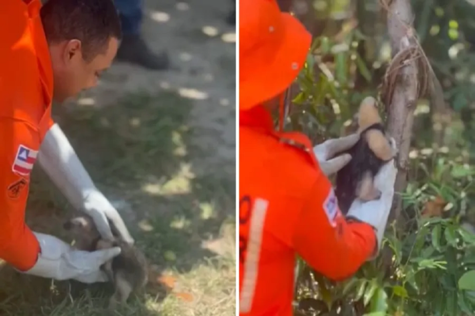 Bombeiros de Valença resgatam tamanduá em Vera Cruz - 