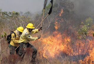 Decreto estabelece comitê e centro especializado para gerenciar incêndios florestais - 