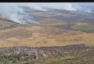 PF investiga incêndios criminosos para criação de gado em terras da União no Pantanal - 