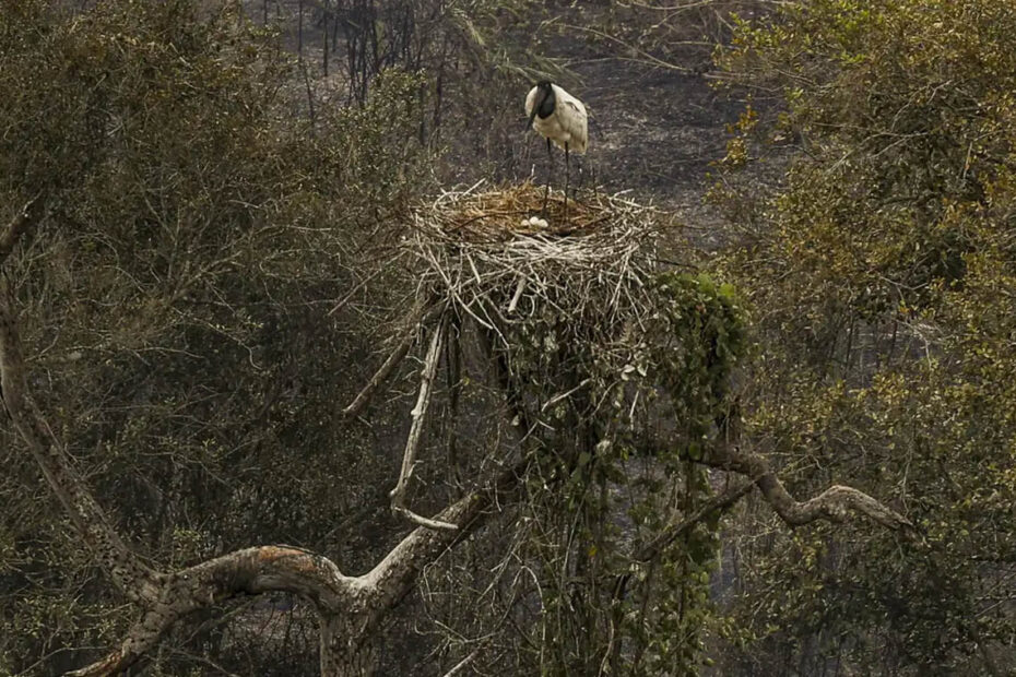 “Brasil pode perder Pantanal até o final do século”, alerta ministra - 