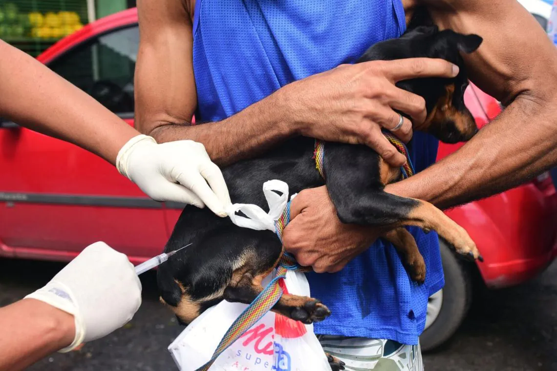 Campanha Antirrábica imuniza 160 mil animais em Salvador - 