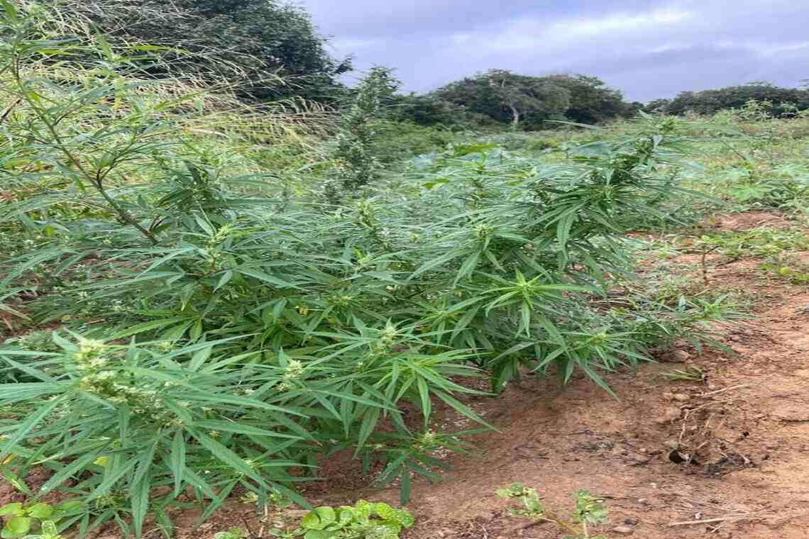 Polícia destrói plantação com oito mil pés de maconha em cidade do norte da Bahia - 