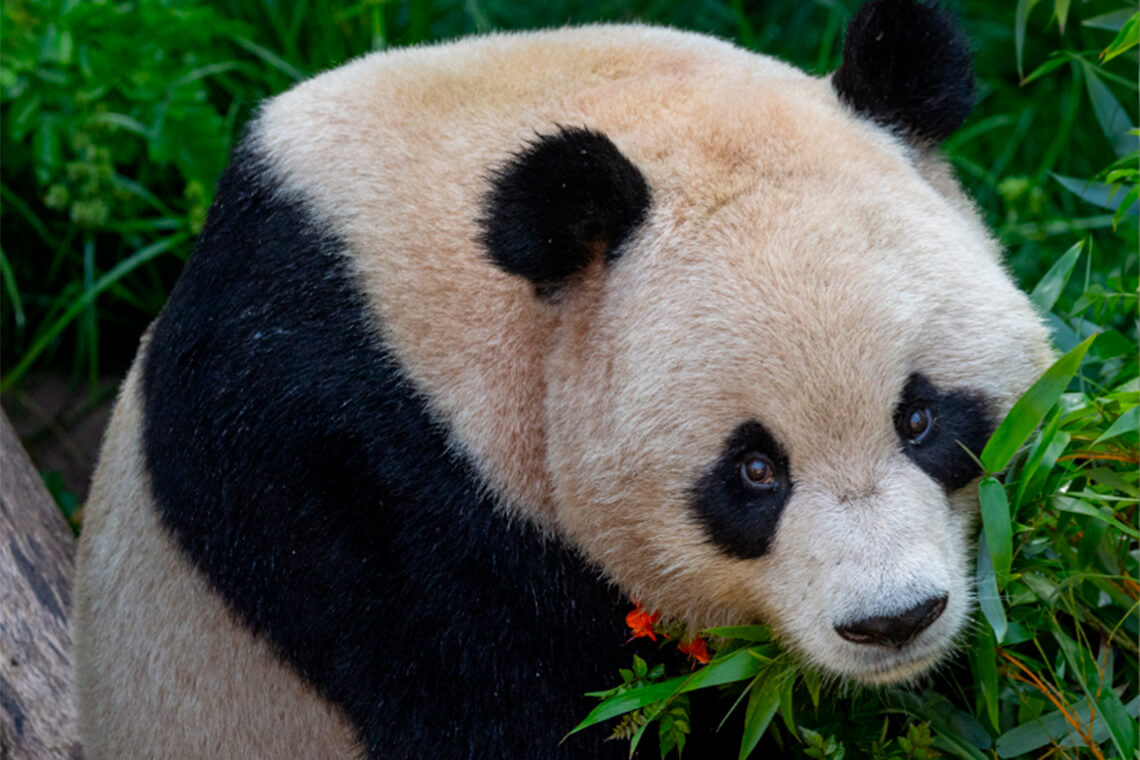 Casal de pandas gigantes fazem estreia pública no zoológico de San Diego - 