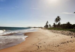 Temporada de reprodução de tartarugas marinhas traz ações de conscientização em Busca Vida - 