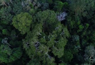 Desaparecimento de avião na Amazônia: FAB e bombeiros intensificam buscas - 