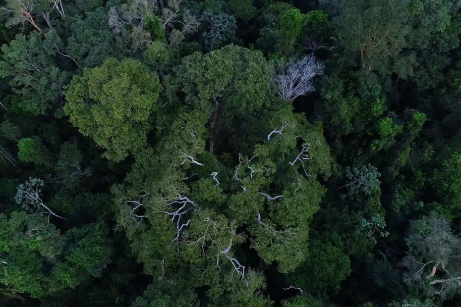 Desaparecimento de avião na Amazônia: FAB e bombeiros intensificam buscas - 