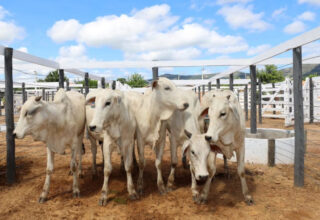 Prazo para atualização de cadastro de rebanhos na Bahia acontece até domingo - 