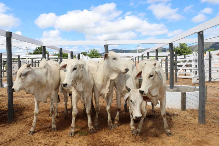 Prazo para atualização de cadastro de rebanhos na Bahia acontece até domingo - 