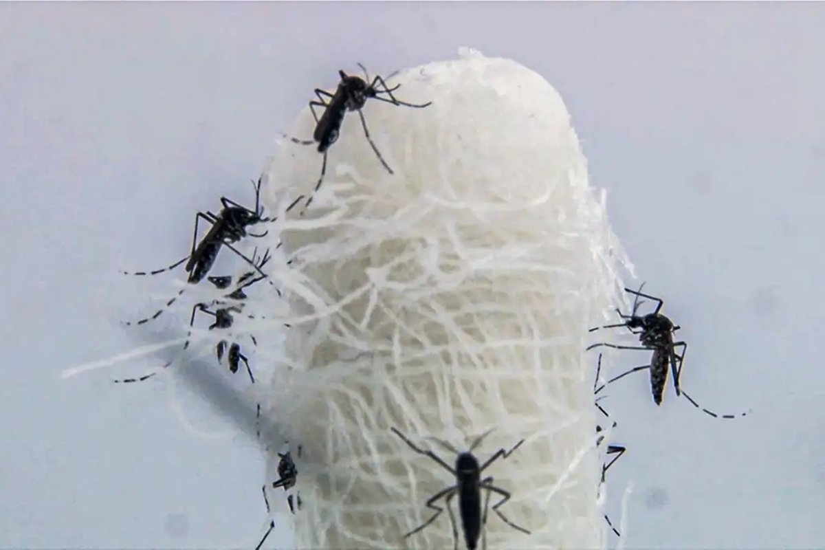 Casos de dengue no Brasil ultrapassam 6,4 milhões em 2024 - 