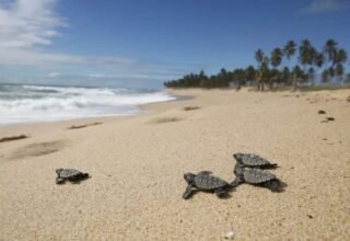 Feriados prolongados em 2025: veja destinos baianos para descanso e lazer - 