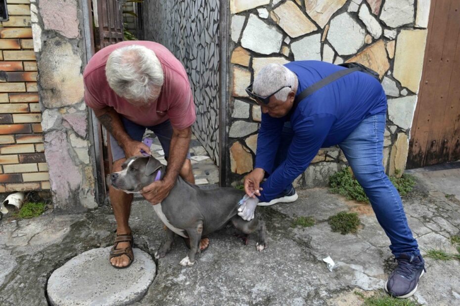 Salvador amplia vacinação antirrábica para cães e gatos em áreas turísticas e do Subúrbio - 