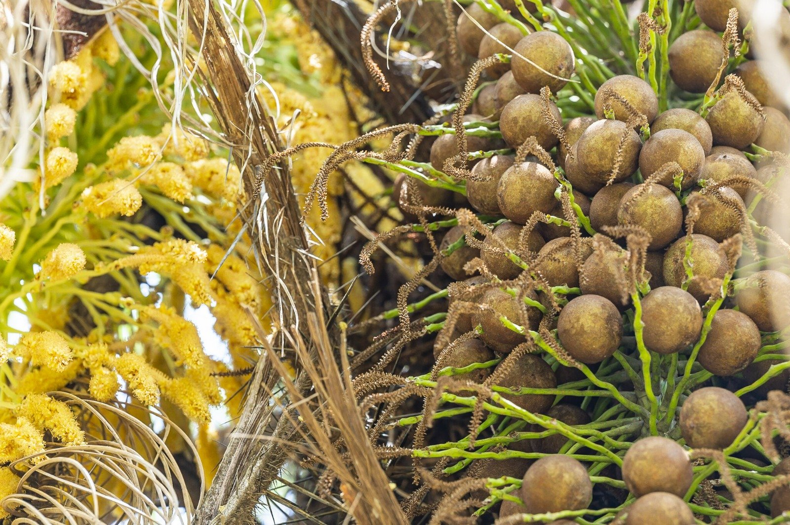 Acelen Renováveis faz primeira extração industrial de óleo de macaúba; saiba aonde - 