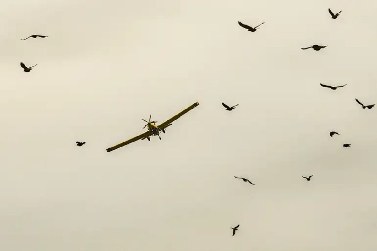 Colisão entre aves e aviões no Brasil é ameaça constante à segurança aeronáutica - 