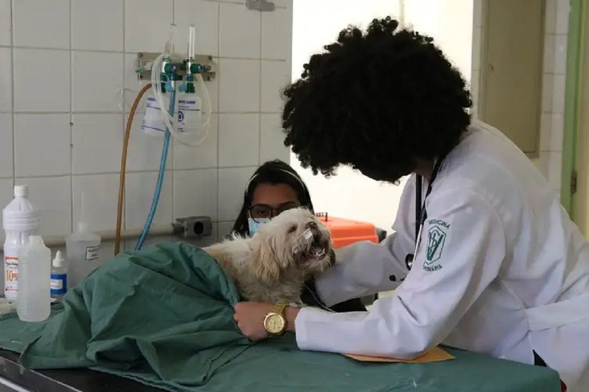Conselho de Medicina Veterinária cria comissão para ampliar articulação com Congresso Nacional - 