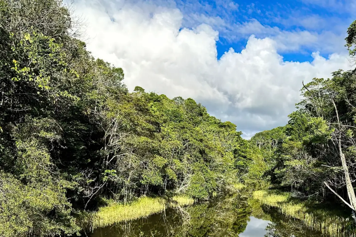Tecnologia ambiental surpreende ao indicar áreas estratégicas de reflorestamento no Brasil - 