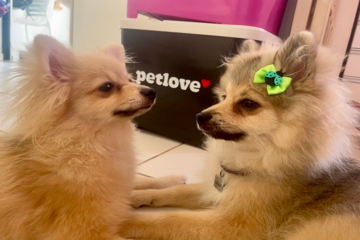 Cade admite Petlove em batalha que pode travar megafusão do mercado pet brasileiro - 