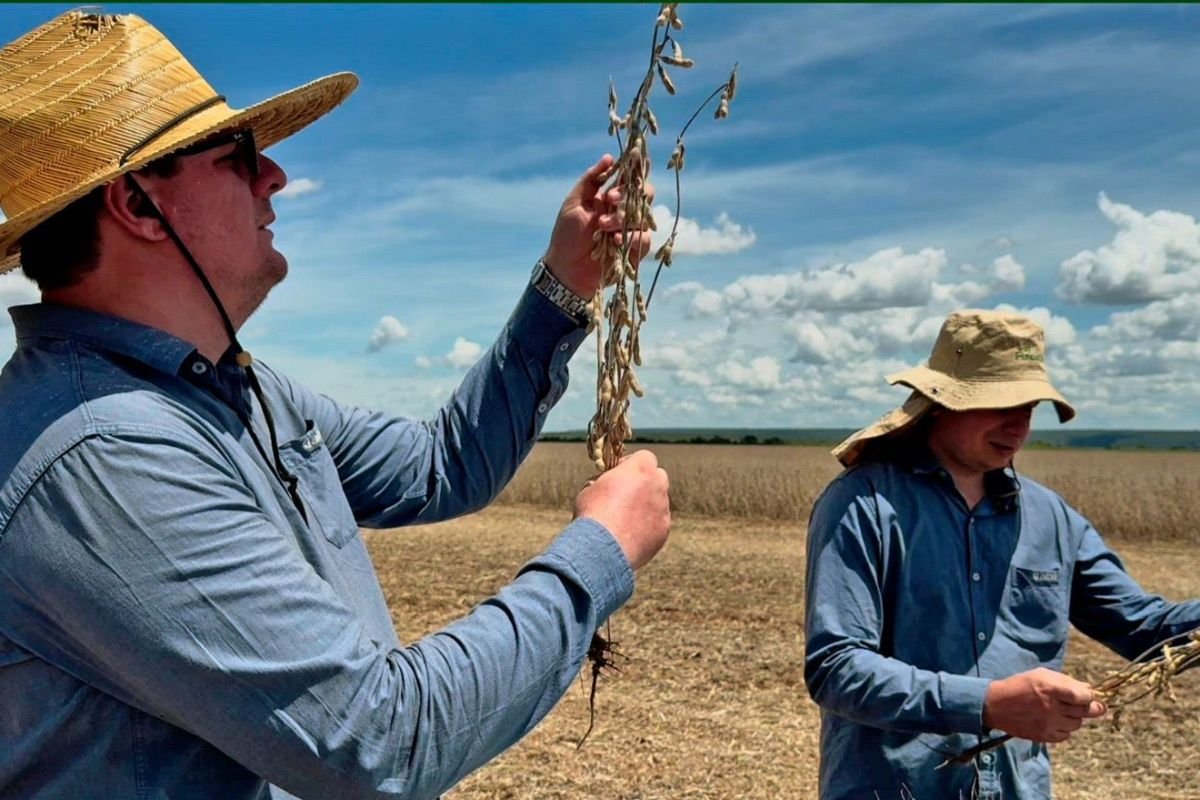 Bahia bate recorde na safra de soja com 8,7 milhões de toneladas e atinge melhor produtividade em 30 anos - 