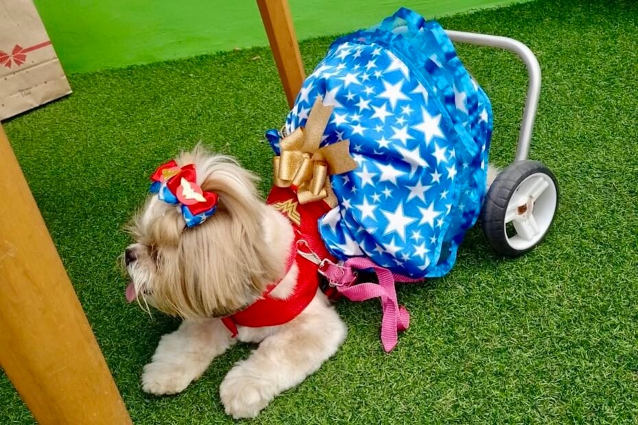 Salvador recebe maior evento simultâneo do país dedicado a pets com deficiência - 