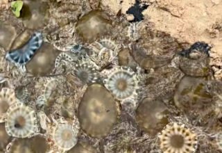 Mais de uma tonelada de medusa invasora é retirada da Baía de Todos-os-Santos; entenda riscos - 