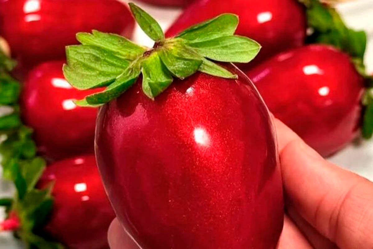 Conselho de Odontologia emite alerta sobre risco do ‘morango do amor’; doce pode quebrar dentes e danificar próteses - 