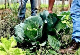 Agricultura familiar vai receber R$ 60 milhões para ampliar produção de bioinsumos sustentáveis - 