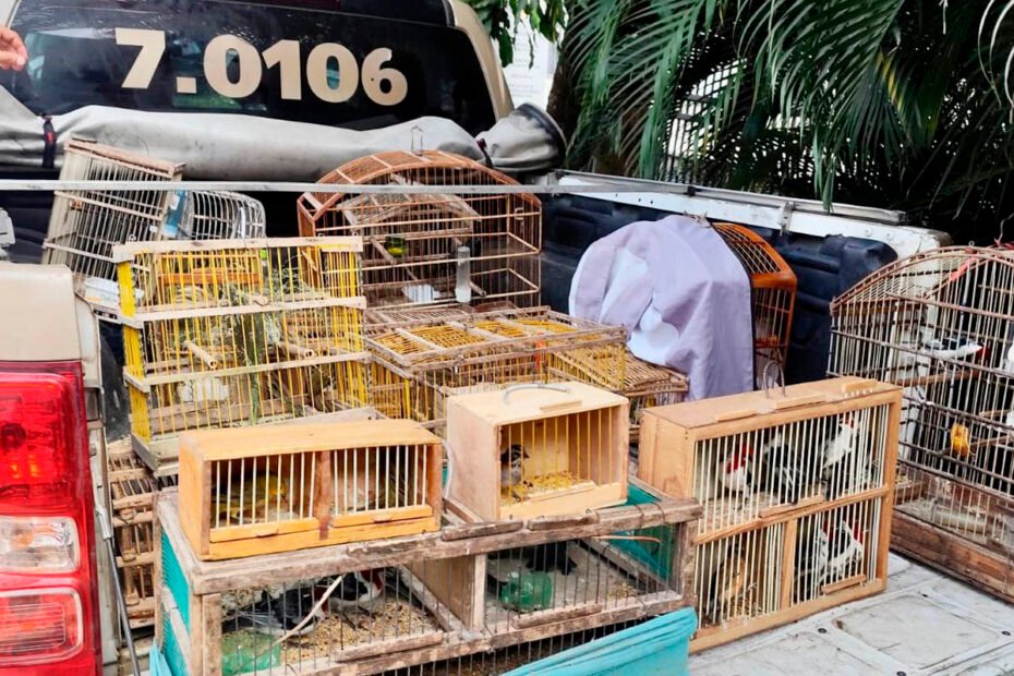 Polícia resgata 277 aves silvestres em operações nos municípios de Santo Estêvão e Feira de Santana - 