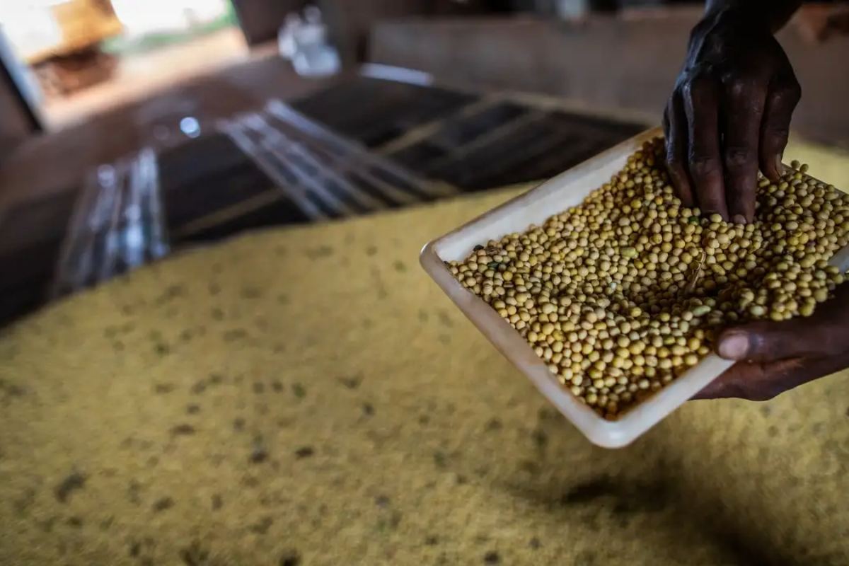 São Desidério e Formosa do Rio Preto impulsionam Bahia no ranking nacional de produção agrícola - 