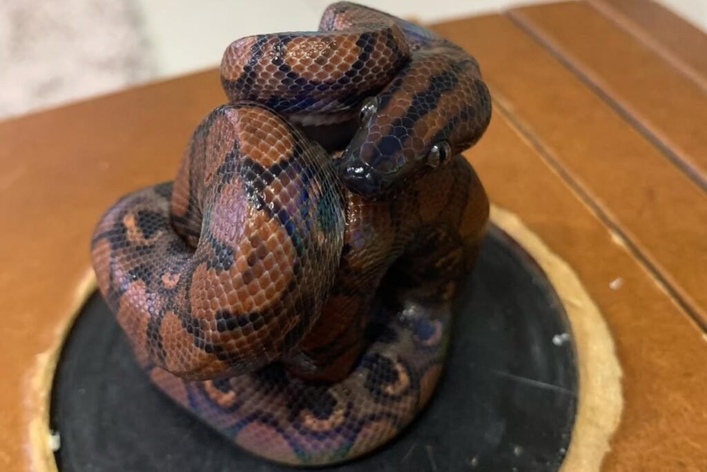 Aumento de animais silvestres como pets impulsiona demanda por atendimento veterinário e reforça debate sobre manejo e bem-estar