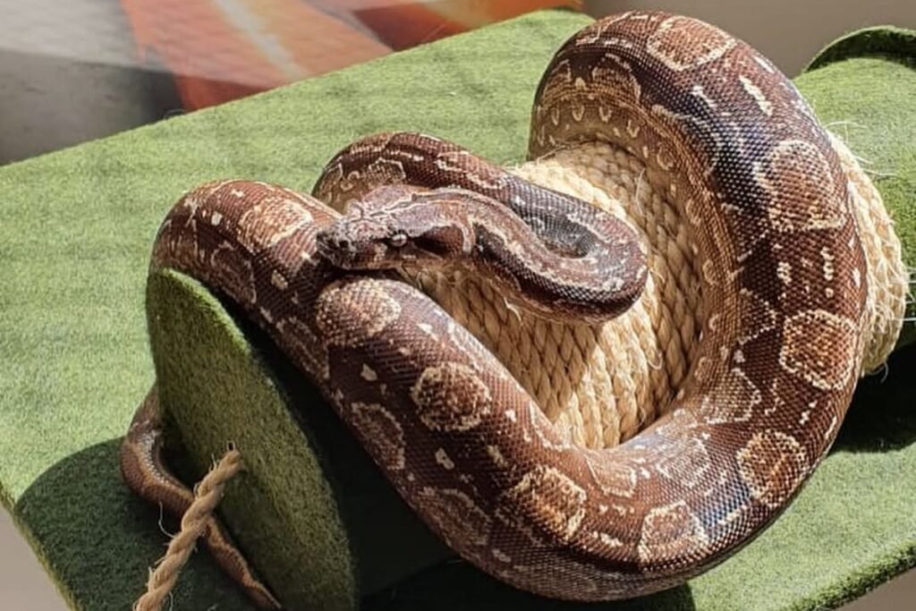 Aumento de animais silvestres como pets impulsiona demanda por atendimento veterinário e reforça debate sobre manejo e bem-estar