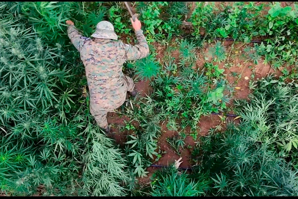 Polícia Militar destrói mais de 200 mil pés de maconha durante operação no centro-norte da Bahia  - 