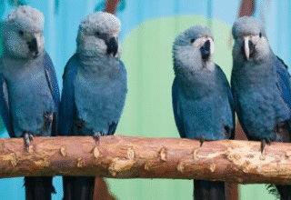 Vírus letal atinge todas ararinhas-azuis livres na Bahia e expõe risco à sobrevivência da espécie - 