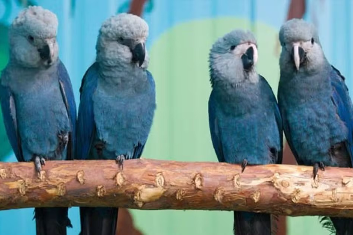 Surto de circovírus atinge mais 20 ararinhas-azuis em criadouro na Bahia - 