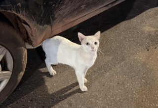 Períodos festivos elevam casos de abandono de animais e acendem alerta para maus-tratos - 