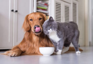 Alimentação, piscinas e viagens: os principais perigos para pets no fim de ano - 