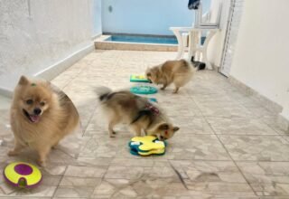 Fogos de artifício e pets: como reduzir o estresse dos animais no Réveillon - 