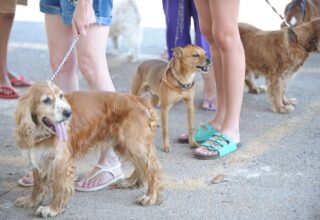 Bahia registra 93 casos de raiva em animais em 2025 e tem maior avanço da doença em 4 anos - 