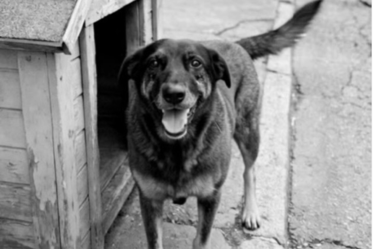 Cão Orelha: adolescentes investigados retornam dos EUA e têm celulares apreendidos no aeroporto - 