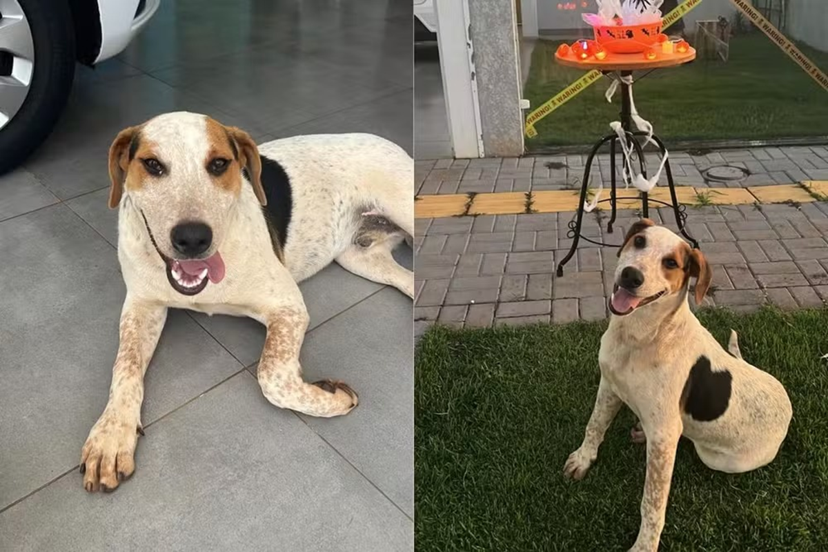 Cachorro comunitário é baleado e morre no Paraná; caso gera revolta e manifestação - 